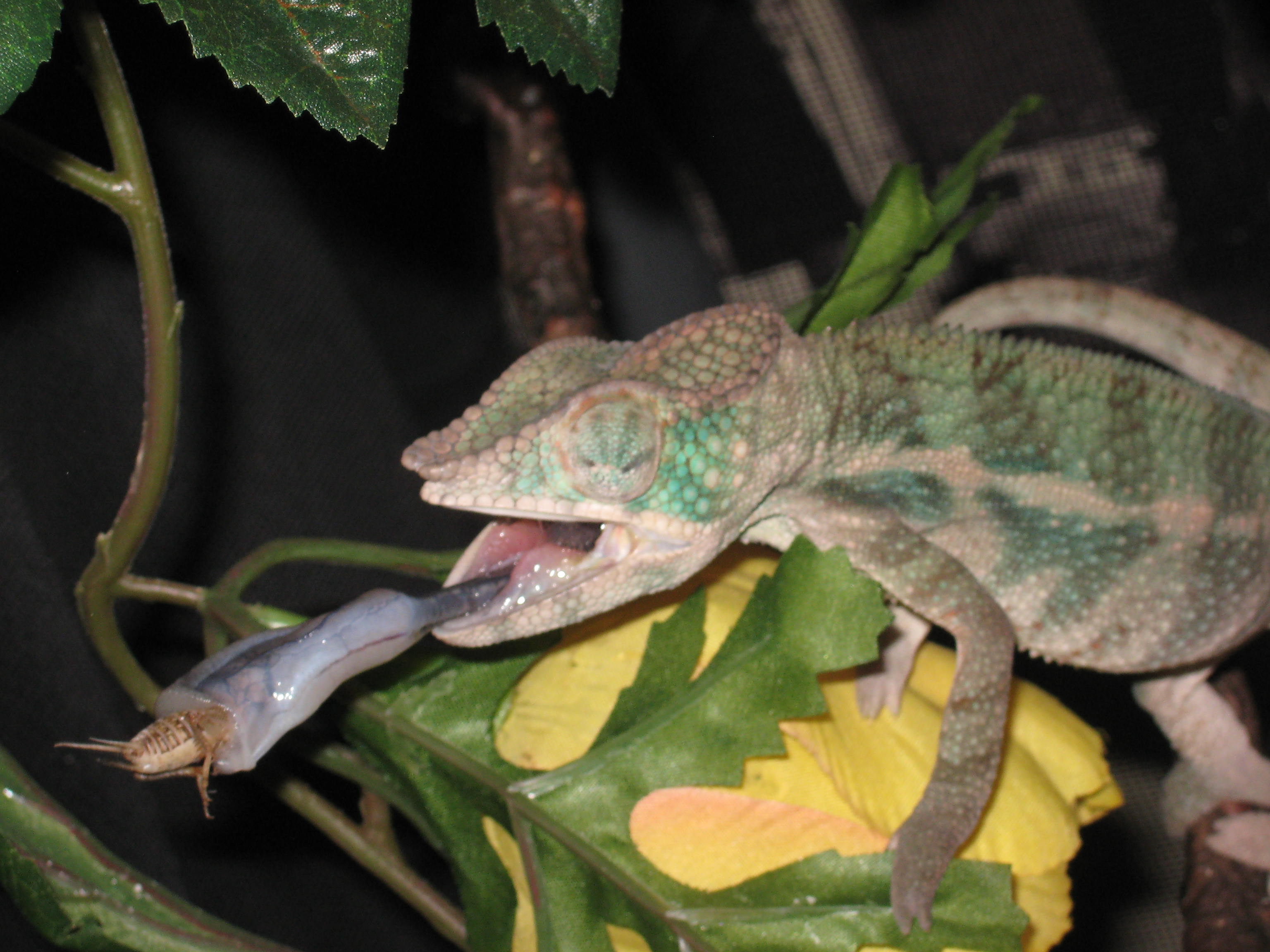 6 Month Old Ambanja From The Kammers "vorondil"