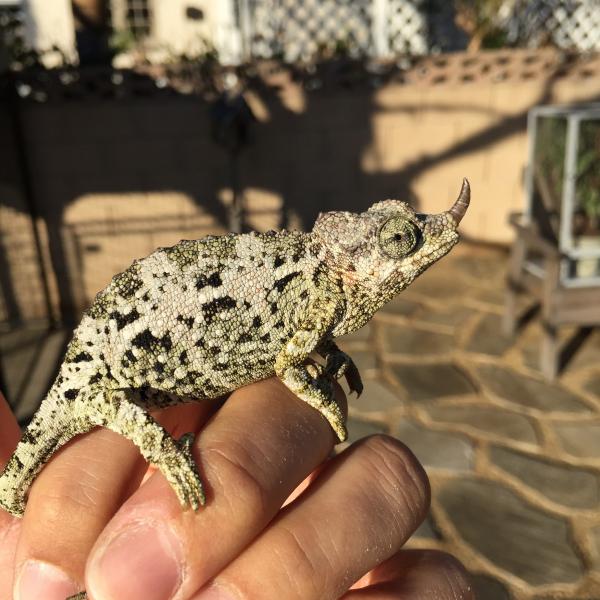 6 month old female Mt. Meru Jackson's chameleon.