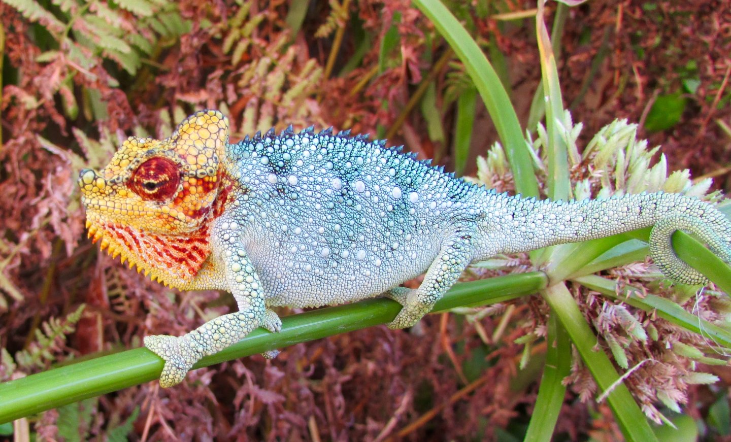 6 month old male Triceros hoehnelii