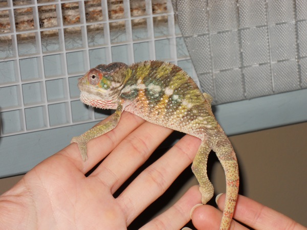 6 months right when I got him
