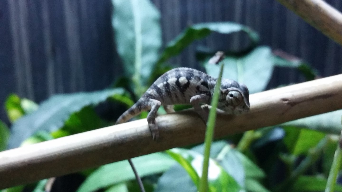 6 week old baby blue bar ambilobe