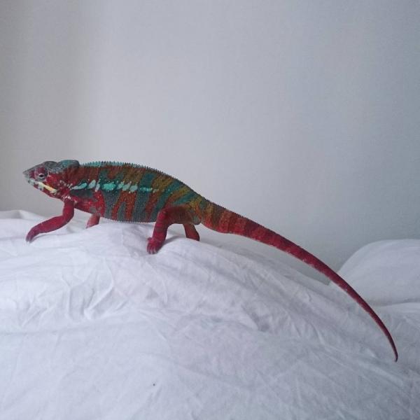 6th of August 2015 - Showing off his long tail