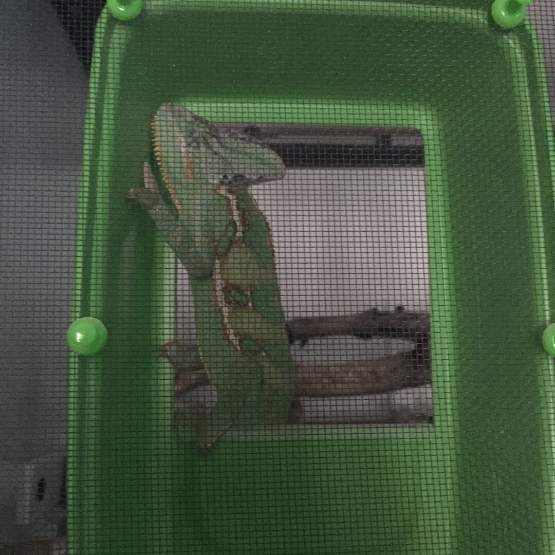 7-27-20 sleeping spot lol