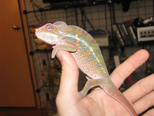 7.5 months old