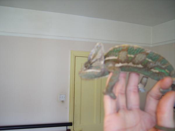 7-8 month old male veiled