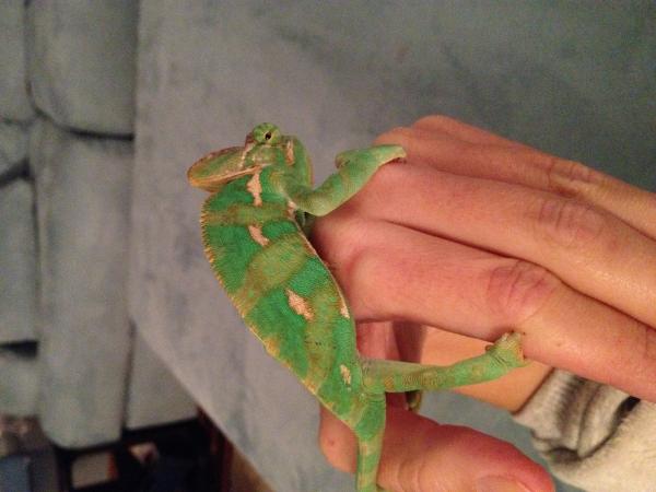 7 mo. old Male in December