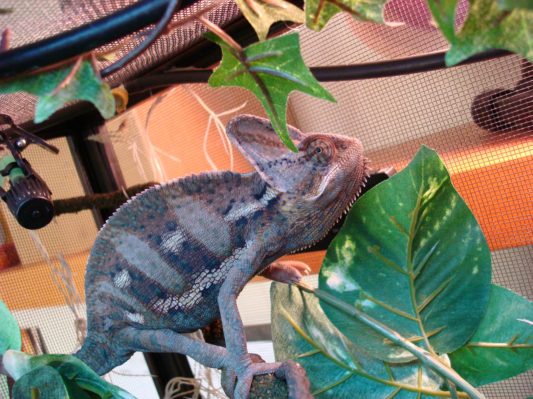 7 month old Herbie Hancock