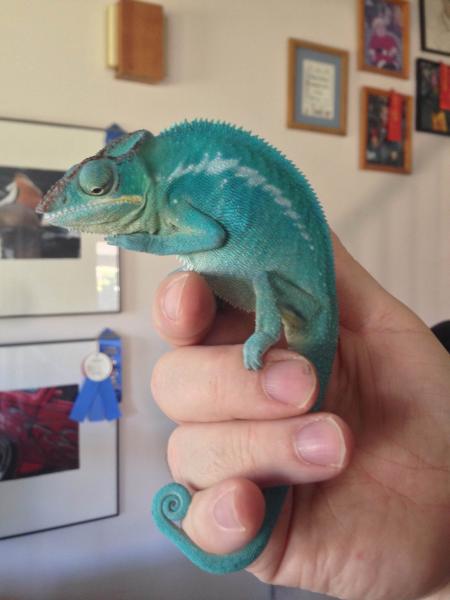 7 month old male Nosy Be Panther Chameleon