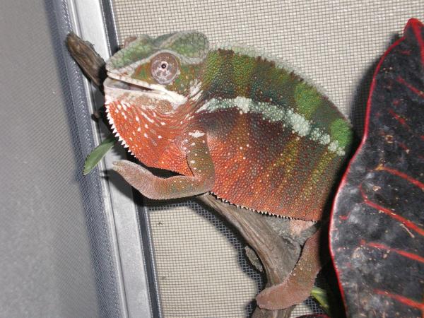 7 month old tamatave X ambanja hybrid from the reptile guru.