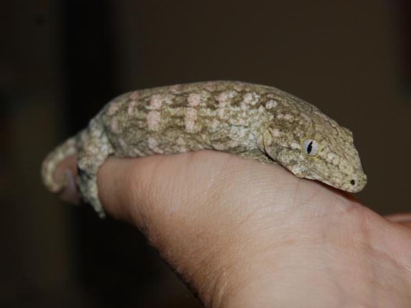 75% Nuu Ami 25% Nuu Ana 1 year old Male