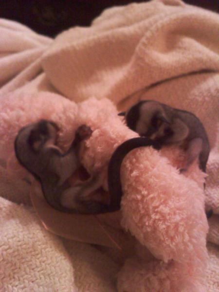 7days old