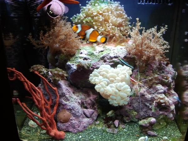 8 gallon nano reef