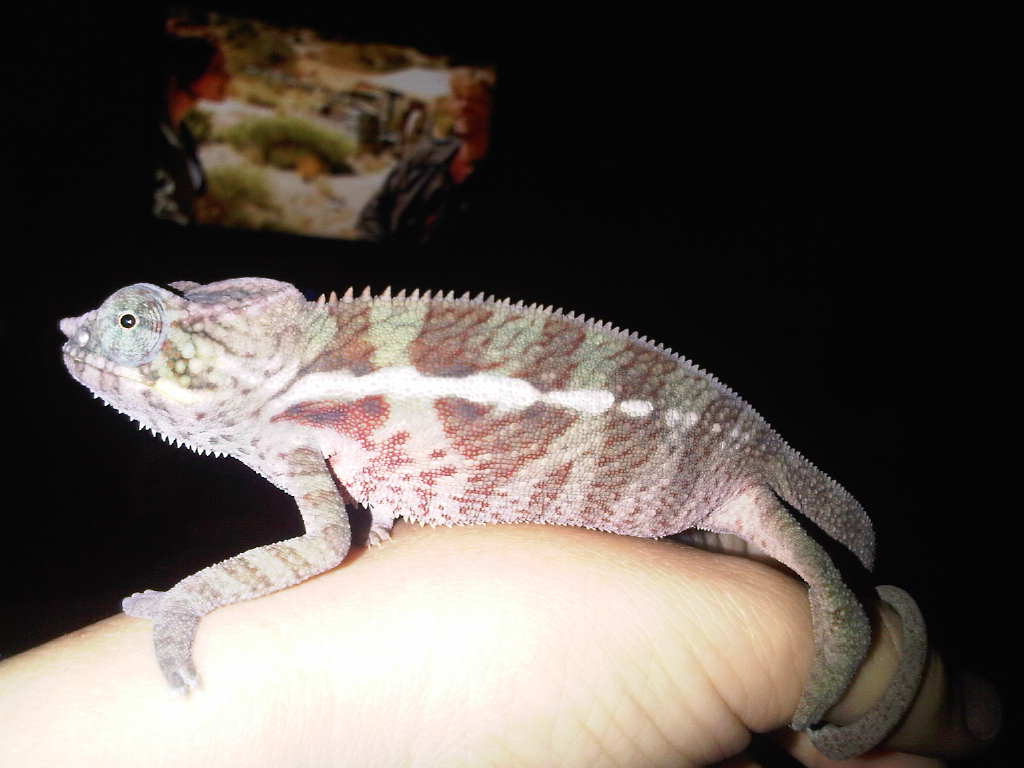 9/29/2010 After His 1st Shed With Me