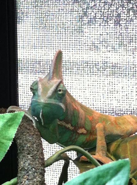 939464 4222298650468 1819620506 o
Showing some attitude....