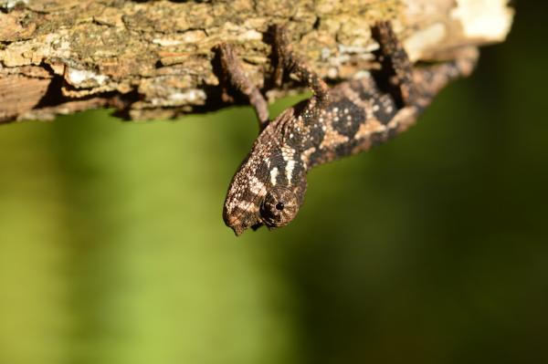 A baby Jackson's :) I'm not sure if it was a male or female.