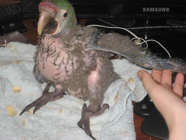 A baby pterodactyl