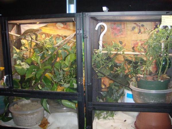 A closer pic of the carpet cages.