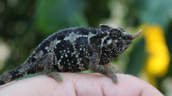 A Female Trioceros jacksonii merumontanus