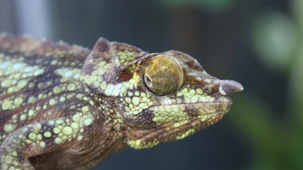 A Female Trioceros werneri