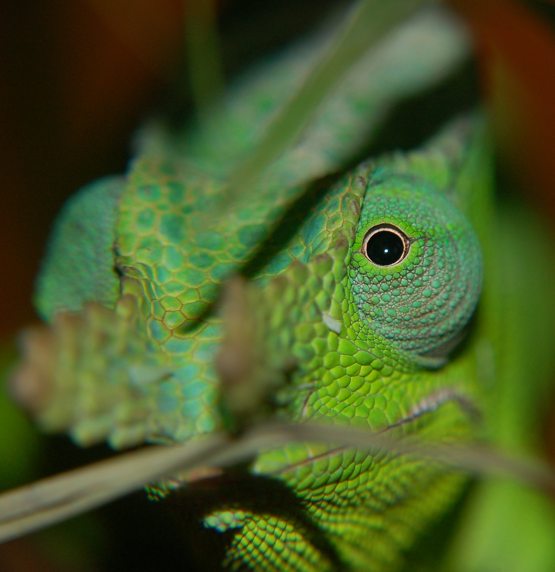 A Handsome Giant Fischer's Chameleon Peeking Through The Leaves