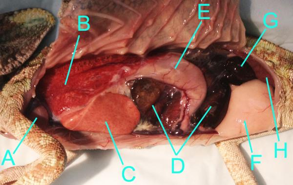 A: heart
B: lungs (with some evidence of pneumonia)
C: liver
D: intestines
E: stomach
F: testicle
G: fat pad deposits
H: kidney