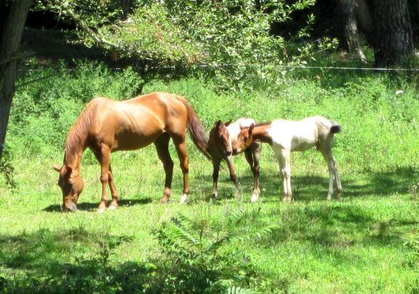 a horse with a foal baby sitting another horses foal