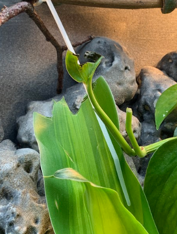 A huge fan. So many pothos leaves are already gone...