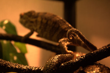 A little curly cue tail after a shower.