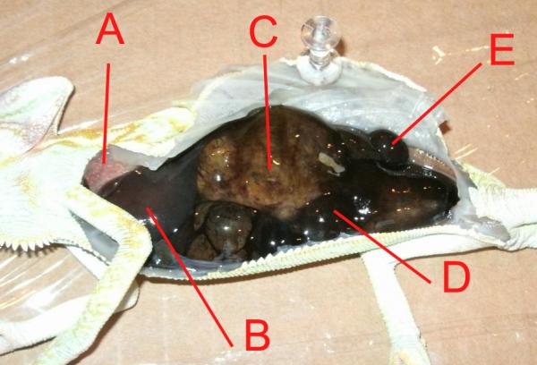 A: lung tissue
B: liver
C: either stomach or distended intestines
D: distended intestines
E: testicle