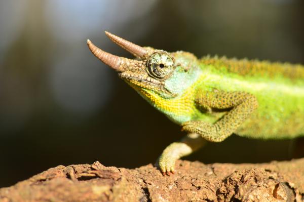 A male Jackson's showing his dominant colours...