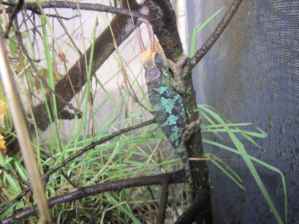 A Male Trioceros jacksonii merumontanus