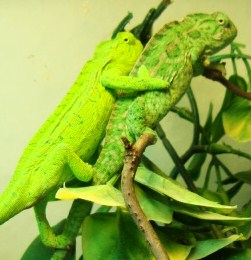 A pair of Furcifer lateralis lateralis CB

www.chamaeleon-farm.de