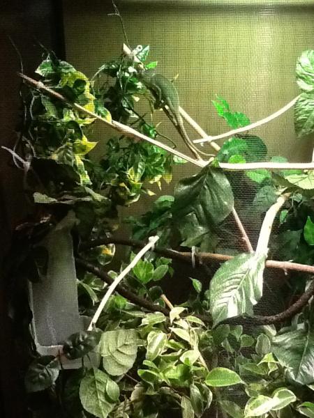 A picture of Isabella's new enclosure