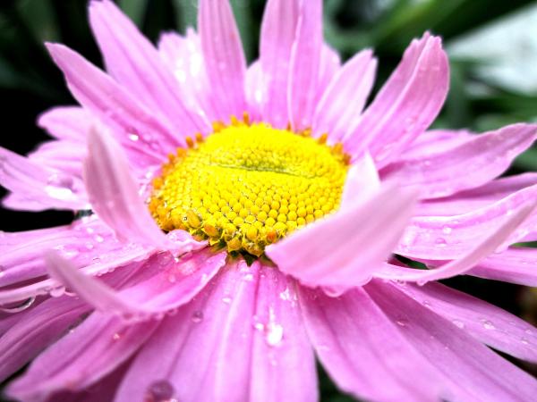 a pink daisy
