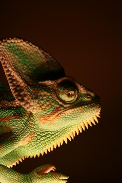 a recent close up

download nov12010