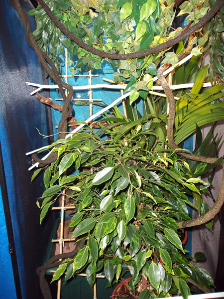 A wide shot of Tealc's enclosure