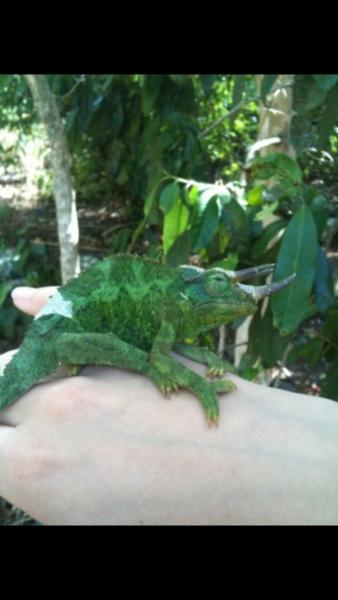 A wild Jacksonii in Maui! The locals thought I was "special needs" for looking for chams. I guess it's a child's thing there :)