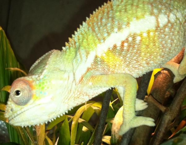 About 3 months RB about to leave to his new home