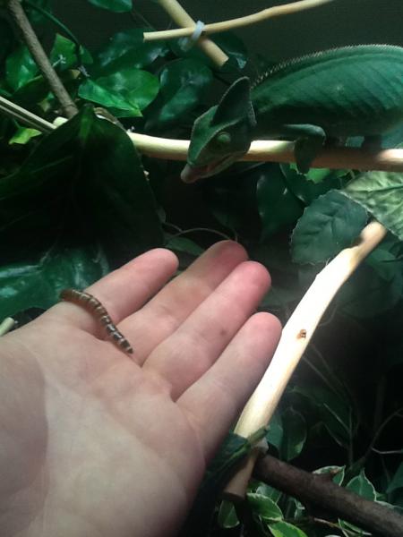 About ready to pick that one off