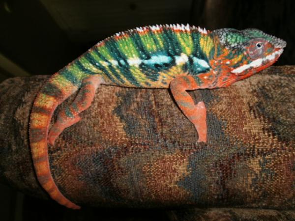 Ace of Spades
BB Ambilobe
Sire: Bonaroo
Hatch Date: 10-12-10