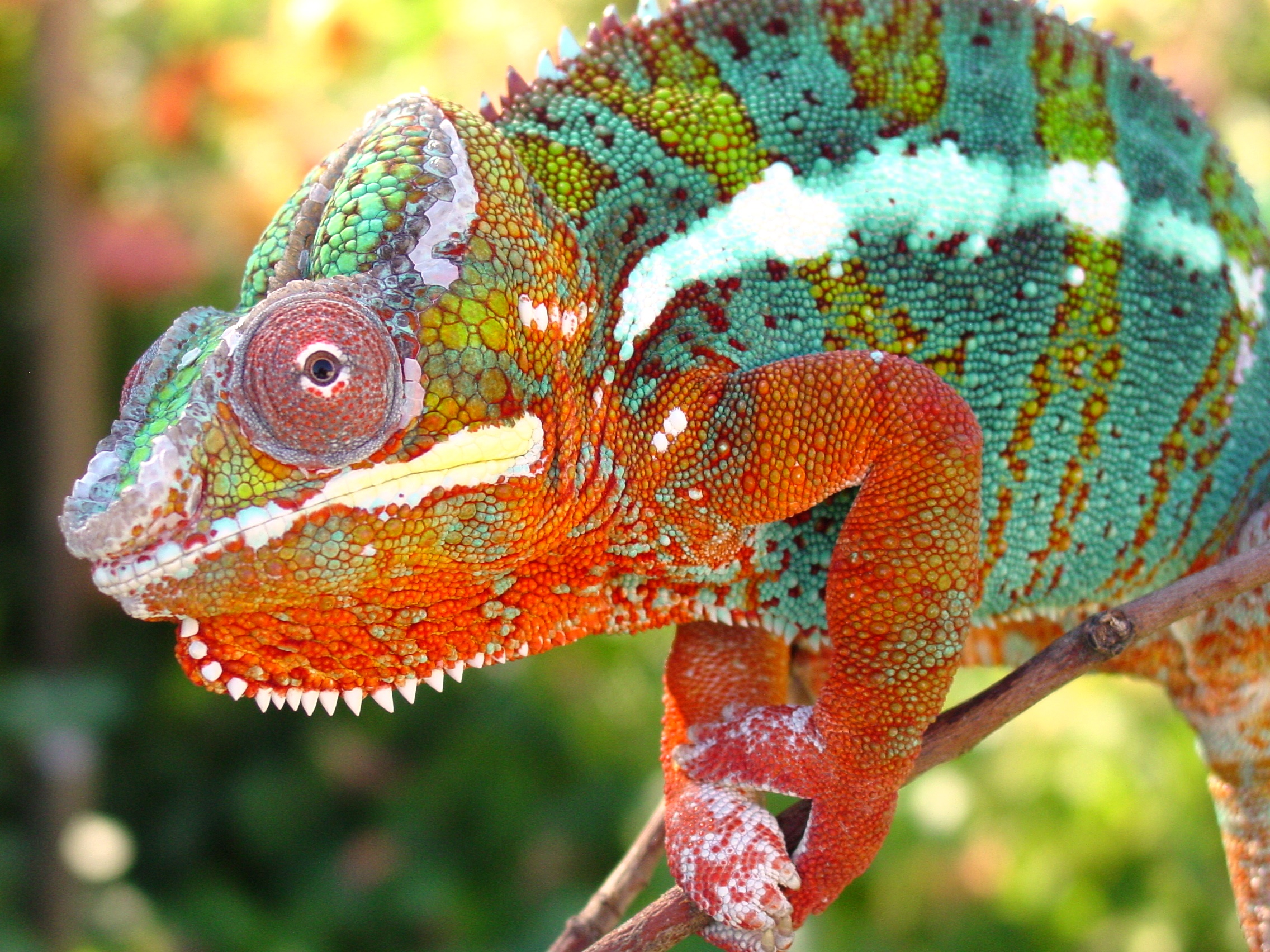 Achilles In The Garden