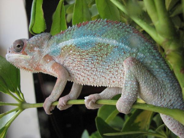achilleslookingood001