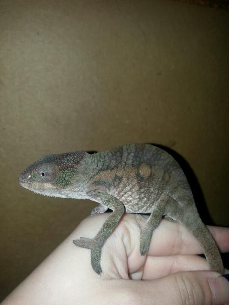 Acie female