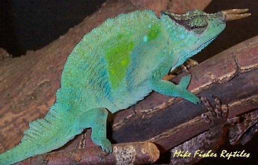 Adult Male Montium