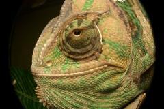 Adult Rango, Cool picture my girlfriend took
