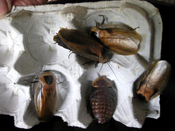 Adults and a large nymph, it will soon molt and be an adult roach.