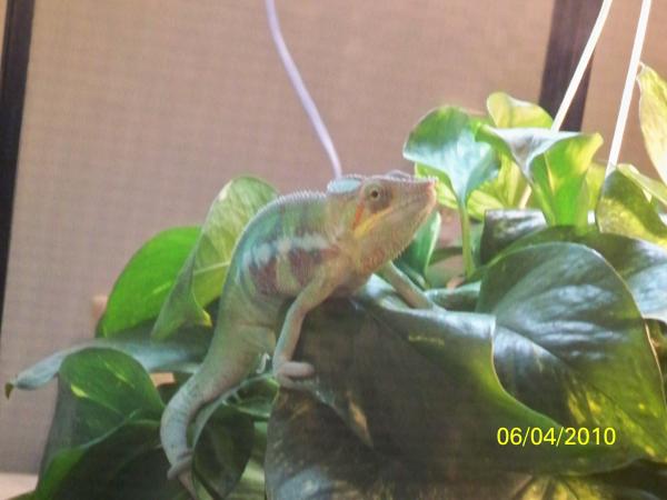 adventures outside the cage