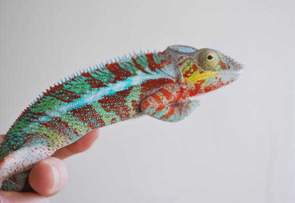 Afraid of the camera