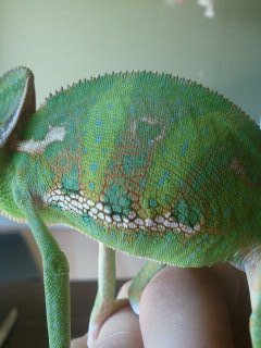 after a new shed