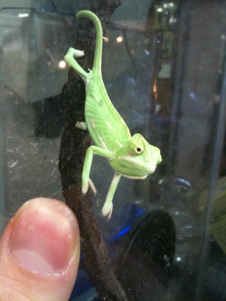 after eyeballing me for a bit, i had my finger up to the glass and she tried crawling on me, but to no avail :p